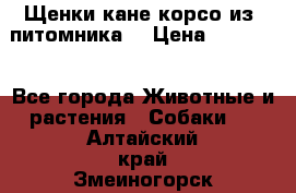 Щенки кане корсо из  питомника! › Цена ­ 65 000 - Все города Животные и растения » Собаки   . Алтайский край,Змеиногорск г.